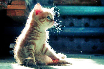 kitten for carmenbonilla, sweet, kitten, pet, little HD wallpaper