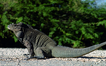 Animals, Sit, Reptile, Tail, Big Lizard HD wallpaper
