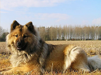 I am waiting, dog, clud, sky, tree HD wallpaper
