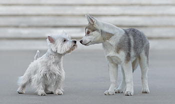 Dogs, dog, sweet, animal, cute, beautiful, puppys, puppy, pretty, animals, lovely HD wallpaper