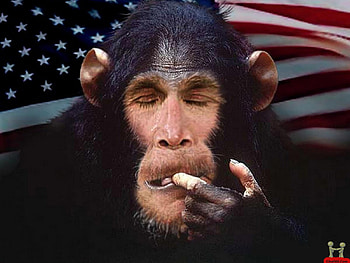 I Forgot, mono, inteligent, monkey, usa HD wallpaper