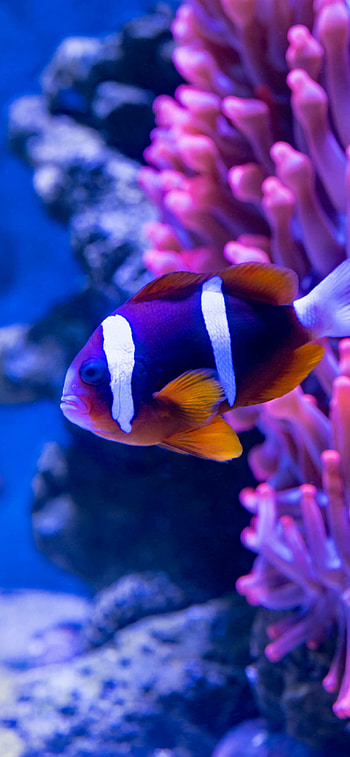 Fish, Fish , 11 Pro Max, Keywords HD phone wallpaper
