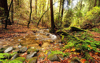Nature, Rivers, Trees, Stones, Forest, Branches, Vegetation, Land, Earth, Spring, Creek, Brook, Source HD wallpaper