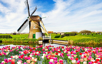 Windmill in Spring, blossoms, landscape, clouds, flowers, sky, tulips HD wallpaper