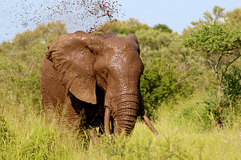 Animals, Mud, Dirt, Elephant, Bathing HD wallpaper