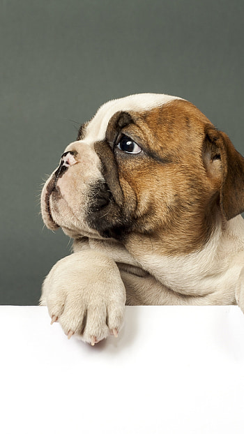 Cute bulldog, Puppy love, Samsung Galaxy , dog HD phone wallpaper