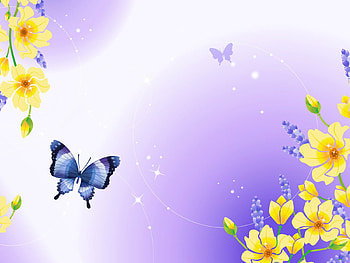 Butterflies, Insects HD wallpaper