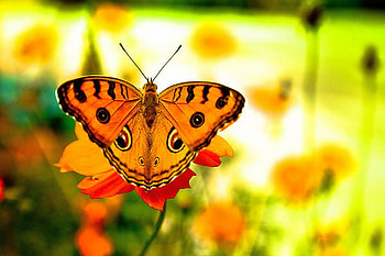 Wings_of_Butterfly, wings, butterfly, , beautiful, gloden HD wallpaper