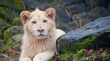 Lion Big Cats , lion, animals HD wallpaper