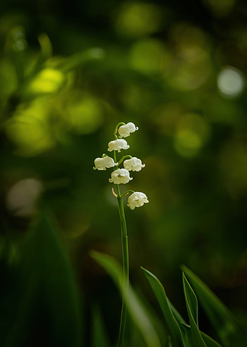 Molly Hollman, Garden graphers association, Captivating blooms, Floral graphy HD phone wallpaper