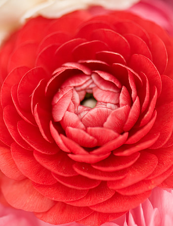Close up, red buttercup, bud, petals HD phone wallpaper