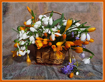 spring, basket, snowdrop, crocus HD wallpaper