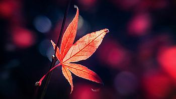Maple leaves, Autumn foliage, Natural beauty, Seasonal transition HD wallpaper