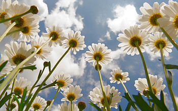 Daisies, white, sky, flowers HD wallpaper