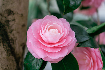 Camellias, Flowers, Macro, Bokeh, Pink HD wallpaper