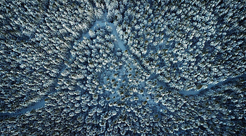 Winter, pine tree, nature, aerial view HD wallpaper