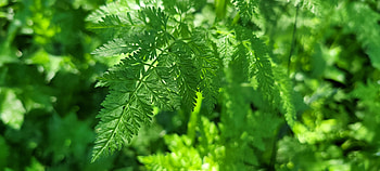 Floral Closeup - Green Leaves, fern, green, leaf, plant, close-up, graphy, nature HD wallpaper