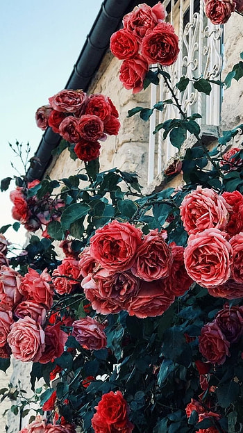 Flowers Aesthetic, Red, Rose HD phone wallpaper