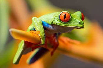 Frog , Nature's beauty, Vibrant amphibians, backgrounds HD wallpaper