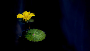 Water Lily, water, lily, flower HD wallpaper