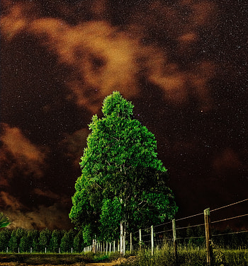 Green tree, night HD phone wallpaper