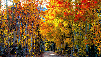 Tree, , Fall HD wallpaper