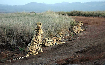 Animals, Cheetah HD wallpaper