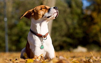 Animals, Leaves, Dog, Muzzle, Rest, Relaxation HD wallpaper