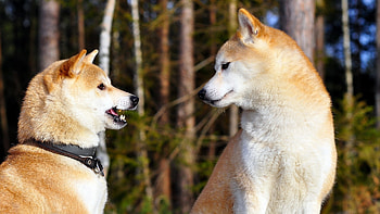 Akita inu dog , pair background HD wallpaper