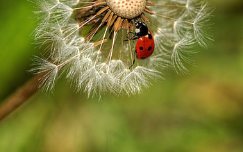 Macro, Ladybug, Crawl, Ladybird, Dandelion, Fuzz, Fluff HD wallpaper