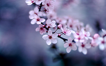 Flowers, nature, flowers HD wallpaper