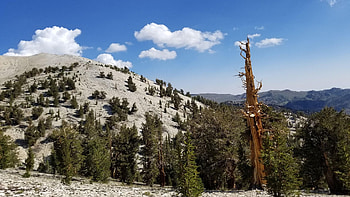 Patriarch Grove, an ancient bristlecone pine forest in California, clouds, landscape, sky, mountains, usa HD wallpaper