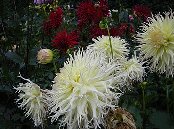 Flowers, Greens, Flower Bed, Flowerbed, Dahlias, Garden HD wallpaper