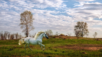 Horse, animal, run, wild HD wallpaper