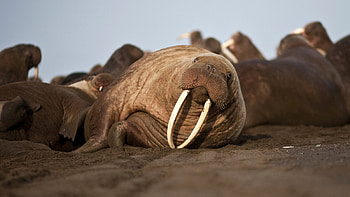 Elephants, Walruses, Tusk origins, The New York Times HD wallpaper