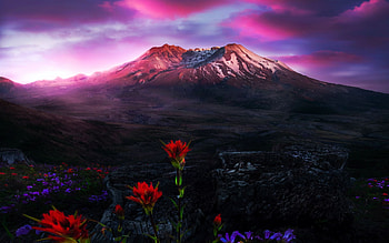 Wildflowers blooming in the blast zone of St Helens, washington, clouds, colors, sky, flowers, sunset, usa HD wallpaper