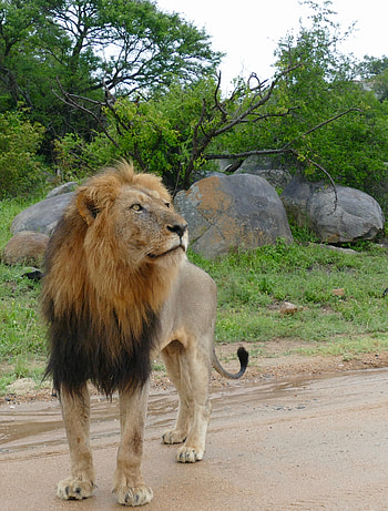 Animals, Savanna, Lion, Predator, Big Cat, Sight, Opinion HD phone wallpaper