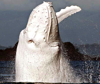 Rare White Humpback Whale, Animals, White, Rare, Humpback, Whale, Whales HD wallpaper
