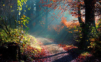 Autumn Light, awesome, colors, nice, background, scenery, bright, trees, calm, woods, panorama, sun rays, multicolor, shadows, leaves, light, green, computer, nature, trunks, paisage, sunny, graphy, morning, land, beauty, day, roots, brilliant, , paysage, scene, path, carpet, landscapes, brightness, forest, plants, lightness, , cena, pc, sunbeams, trail, magical, scenario, dreams, maroon, beije, forests, cenario, view, leaf, , grove, colorful, blue, natural, high definition, , colours, early, brown, autumn, , amazing, road, sun, pathway, magic, beautiful, orange, seasons, , multi-coloured, gray, sunrays, hop, red, cool, clouds, branches, paisagem, sky HD wallpaper