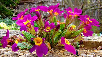 primrose, pink, nature, flowers, spring HD wallpaper