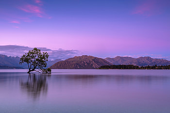 Alone Tree In Lake , tree, lake, nature HD wallpaper
