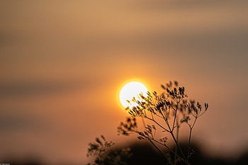 Nature, Sunset, Sun, Blur, Smooth, Branch HD wallpaper