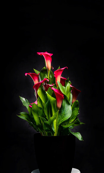 Floral vase, red Irises, portrait HD phone wallpaper