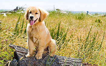 Dog, sweet, dogs, puppies, cute, beautiful, playful, playful dog, puppy, dog face, pretty, animals, face, lovely HD wallpaper
