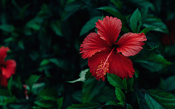 Hibiscus, plant, flower, red HD wallpaper