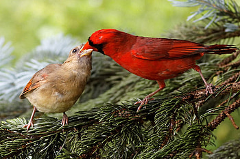Feeding Birds, feeding, beautiful, birds HD wallpaper