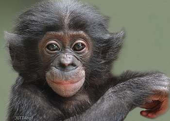 Bonobo, Cool monkey vibes, Primate wonderland, Cute and charming animals HD wallpaper