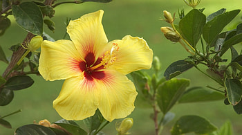 Flower, leaf, nature, yellow HD wallpaper
