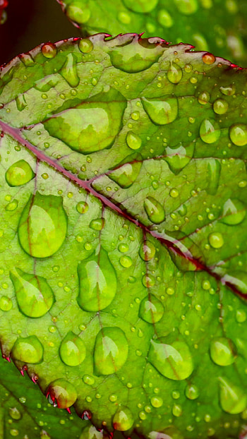 Green , Nature's charm, Refreshing hues, Serenity infused HD phone wallpaper