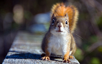 Animals, Squirrel, Shadow, Sight, Opinion, Animal HD wallpaper